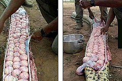 Voici ce qui se trouve dans le ventre d'un anaconda... Voici ce qui se trouve dans le ventre d'un anaconda...
