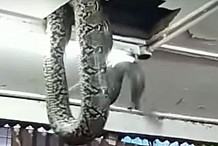 (Vidéo) Un Python fait irruption dans un restaurant