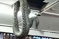 (Vidéo) Un Python fait irruption dans un restaurant (Vidéo) Un Python fait irruption dans un restaurant