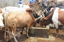 Un bœuf crée la panique à l’abattoir de Port-Bouët