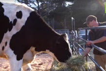 Une vache californienne de 1,95m concourt pour le Guinness Book