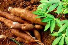 Construction prochaine d’une unité de transformation de manioc Gagnoa