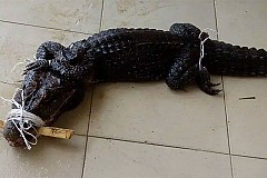 Un homme envoie un alligator vivant à l'église comme action de grâce à Dieu