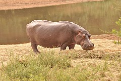 Afrique du Sud : Un hippopotame charge une voiture (vidéo)