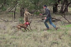 Un homme se bat contre un kangourou pour sauver son chien (vidéo)