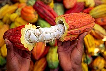 Cacao de Côte d'Ivoire ou porc bio d'Alsace: c'est possible de gagner sa vie en produisant
