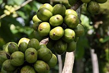 Côte d'Ivoire: le prix du kilogramme de café fixé à 750 FCFA, annonce le gouvernement 