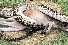 Un python gobe un wallaby sur un parcours de golf en Australie (images)