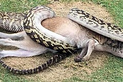 Un python gobe un wallaby sur un parcours de golf en Australie (images)