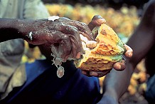 Côte d’Ivoire : Les ventes à terme du cacao pour 2016/17 estimées à 1308000 T