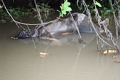 Côte d’ivoire/ Un corps en putréfaction découvert dans le fleuve N’zi (Dimbokro)