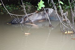 Côte d’ivoire/ Un corps en putréfaction découvert dans le fleuve N’zi (Dimbokro) Côte d’ivoire/ Un corps en putréfaction découvert dans le fleuve N’zi (Dimbokro)