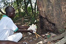 Koun Fao / Crime rituel : Une dame et une fillette retrouvées mortes la gorge tranchée à Mbékouadiokro 