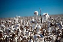 Les régions productrices de coton découpées en zones agro-industrielles
