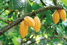 Cacao : la Côte d’Ivoire enregistre une hausse des exportations… et de ses stocks