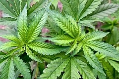 Finlande: Le chef des stups importait du cannabis Finlande: Le chef des stups importait du cannabis