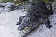 Voulant faire un selfie avec un crocodile, une touriste se fait mordre