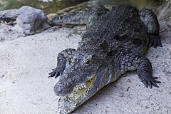 Voulant faire un selfie avec un crocodile, une touriste se fait mordre Voulant faire un selfie avec un crocodile, une touriste se fait mordre