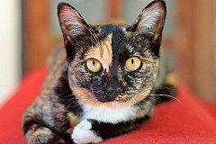 Une chatte enfermée dans une cave survit 33 jours en buvant du vin Une chatte enfermée dans une cave survit 33 jours en buvant du vin