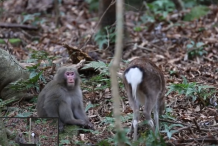 Sexe entre un macaque et une biche: «Les animaux ne sont pas très regardants» (vidéo)