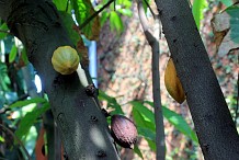Le Nigeria veut ravir à la Côte d’Ivoire la place de premier producteur et exportateur mondial de cacao
