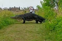 Des touristes surpris par un alligator géant dans un parc de Floride (vidéo)
