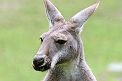 Attaquée par un kangourou, elle pensait qu'il Attaquée par un kangourou, elle pensait qu'il