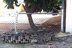 Australie: Tué par un crocodile en traversant une rivière