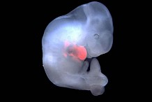 Des embryons ''homme-cochon'' et ''rat-souris'' mis au point par des chercheurs