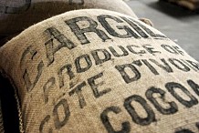 Côte d'ivoire : les opérateurs du Cacao tirent à boulet rouge sur le régulateur