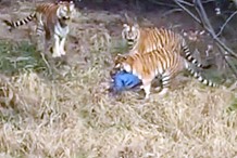Un touriste attaqué et malméné à mort par trois tigres