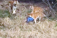 Un touriste attaqué et malméné à mort par trois tigres Un touriste attaqué et malméné à mort par trois tigres