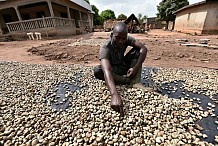 La production de noix de cajou a baissé en Côte d'Ivoire en 2016