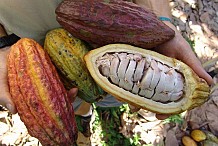 Des producteurs demandent l’arrêt de la désinformation sur la commercialisation du cacao
