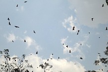 Centre-ouest : Un village attaqué par des milliers de chauves-souris