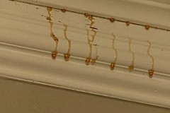 Du miel coule de son plafond (vidéo) Du miel coule de son plafond (vidéo)