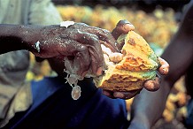 Qui profite, ou pas, de la chute vertigineuse des cours du cacao?