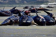 Des centaines de baleines meurent échouées en Nouvelle-Zélande