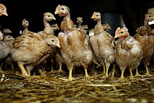 Grippe aviaire: Des initiatives de la FAO pour éradiquer la maladie en Côte d’Ivoire