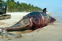 Une baleine sans vie de 12 mètres de long découverte sur le littoral ivoirien