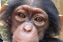 Les chimpanzés d'un parc national de Côte d'Ivoire décimés par l'anthrax 