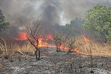 Feux de brousse: 17 morts et 204 milliards Fcfa de pertes enregistrés en 2016