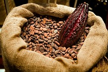 Cacao: l’Etat ivoirien va payer cher l’imprudence des exportateurs locaux
