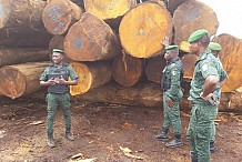 Côte d’Ivoire: Démission en cascade des agents des eaux et forêts. Les faits