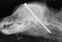 Barbarie : Il enfonce un clou dans la tête de leur chien puis le frappe à coups de marteau