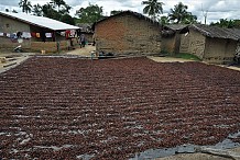 Chute des cours du cacao: 