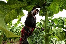 Les agriculteurs ivoiriens ont un accès limité au crédit (étude)