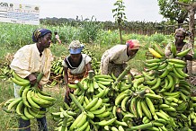 Côte d’Ivoire : la production de bananes devrait atteindre 500 000 tonnes, d’ici 2 ans