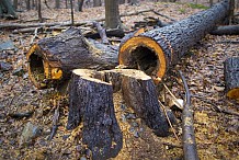 Un paysan tué par un arbre qu'on abattait dans son champ