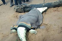 Une macabre découverte dans l'estomac de ce crocodile